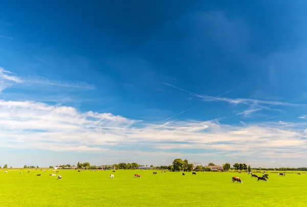 A gazdasági épületek előtti holland tehenek — Stock Fotó