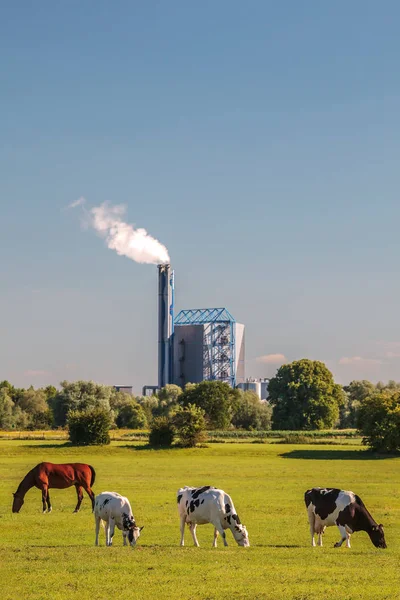 Vista su un inceneritore olandese di rifiuti con mucche e cavalli di fronte a me — Foto Stock