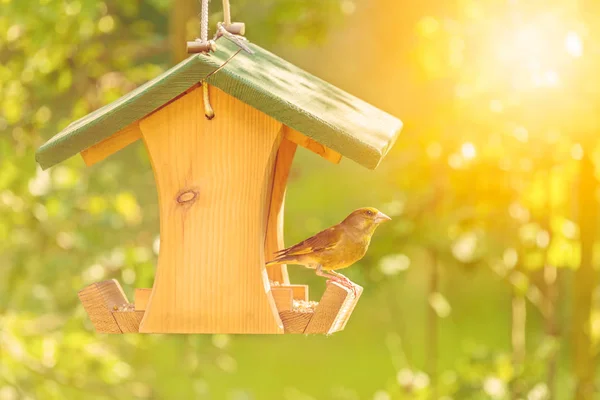 Greenfinch con comedero de semillas —  Fotos de Stock