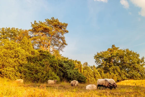 Troupeau de moutons de bruyère de Drenthe dans le parc naturel néerlandais Balloerveld — Photo