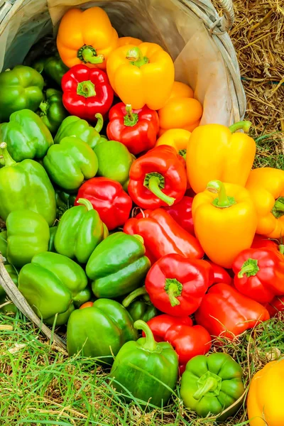 Fresh red, yellow and green organic bell peppers in a basket