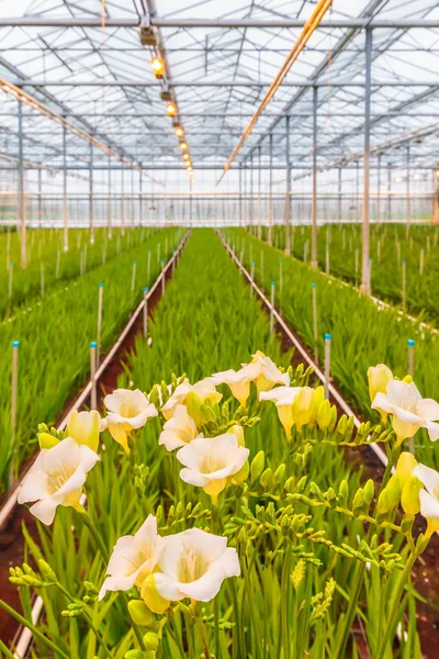 Bloeiende witte Freesia planten in een Nederlandse kas — Stockfoto