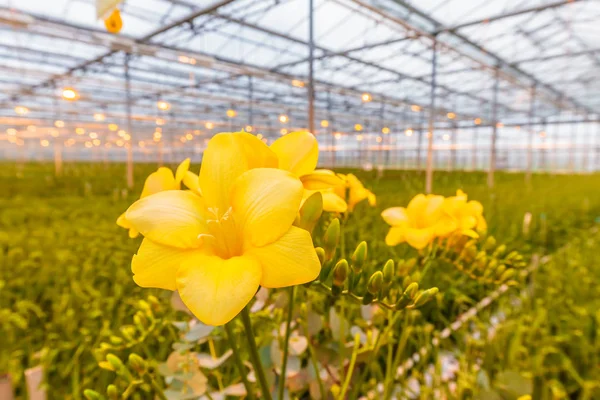 Bloeiende witte Freesia planten in een Nederlandse kas — Stockfoto