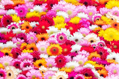 Çiçek açan gerbera çiçek kolajı