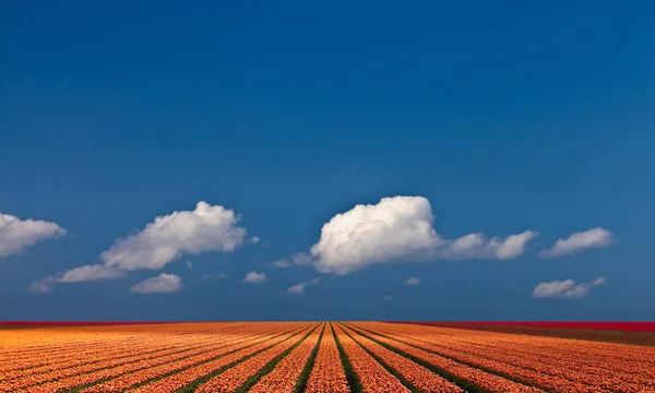 带郁金香的五颜六色的田野全景 — 图库照片