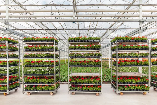 Kratten met Hollandse Geranium planten klaar voor export — Stockfoto