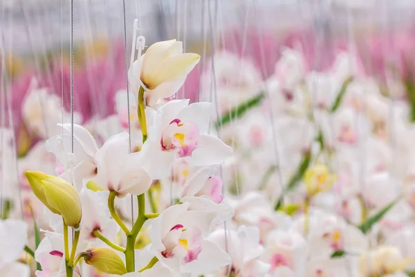 Bílé orchideje v holandském skleníkovém — Stock fotografie