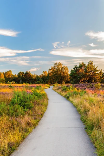 Blühende Heide mit Radweg am holländischen Veluwe — Stockfoto