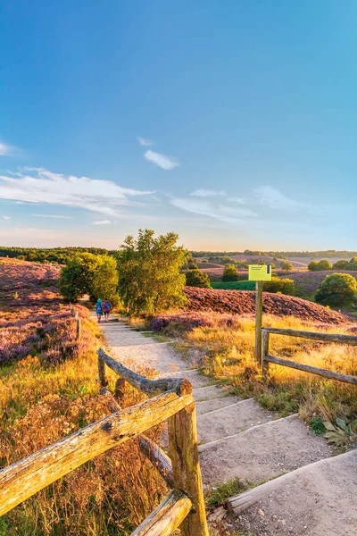 秋天的景色与盛开的荒地在国家公园的Veluwe — 图库照片