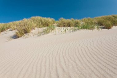 Hollanda'da çimenli kum tepeleri