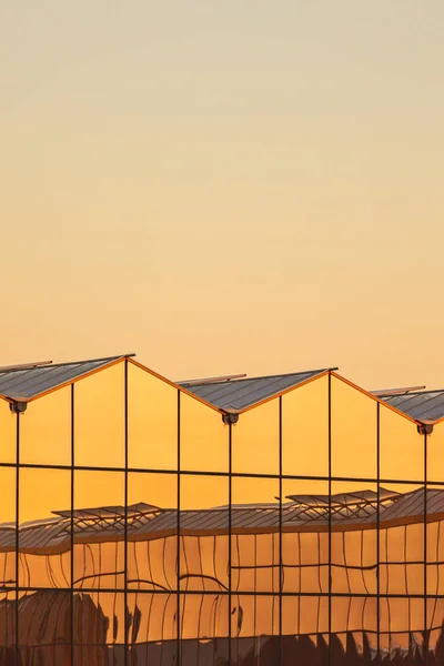 日落期间的荷兰温室 — 图库照片