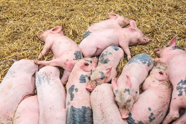 Новонароджені свині сплять на сіні — стокове фото