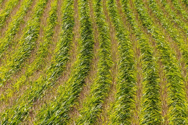 Feld mit Mais im Sommer — Stockfoto