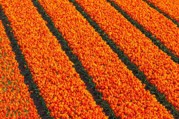 Řady červených a oranžových tulipány na poli farmy — Stock fotografie