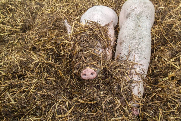 Грати молодих свиней в стайні — стокове фото