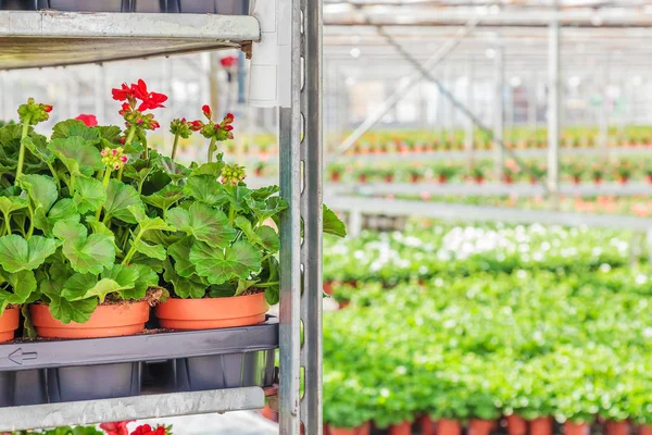 Kratten met Hollandse Geranium planten klaar voor export — Stockfoto