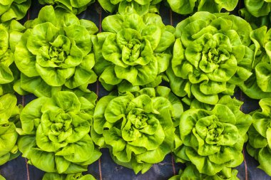 Bir serada marulun endüstriyel büyümesi