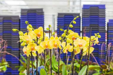 Orkideler bir seraya ihraç edilmeye hazır