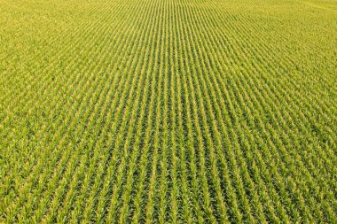 Mısır bitkileriyle dolu bir tarla