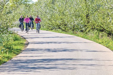 Hollanda 'da çiçek açan bir meyve bahçesinde bisiklet süren iki yaşlı çift