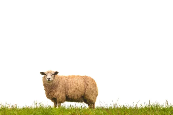 Moutons matures isolés sur blanc — Photo