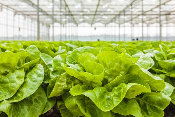 Growth of lettuce inside a greenhouse