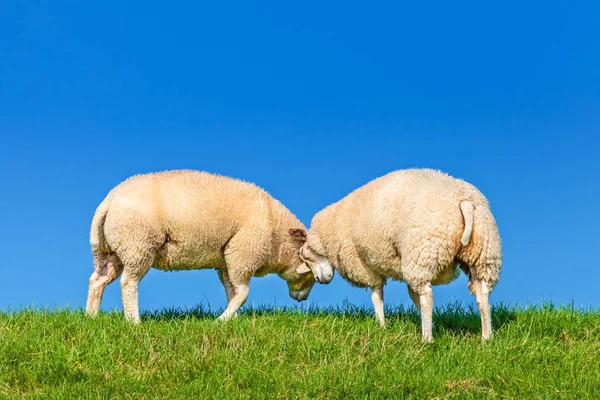 Deux jouant au mouton néerlandais sur une digue — Photo