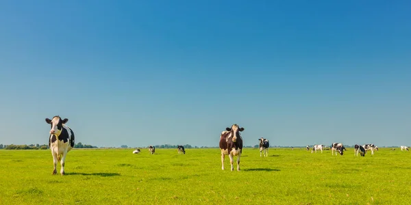 Panoramic image of milk cows in the Dutch province of Friesland — Stock Photo, Image