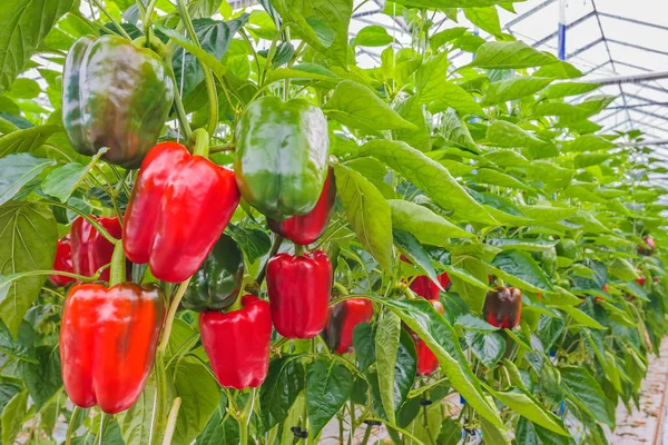 Pimentas vermelhas em estufa — Fotografia de Stock