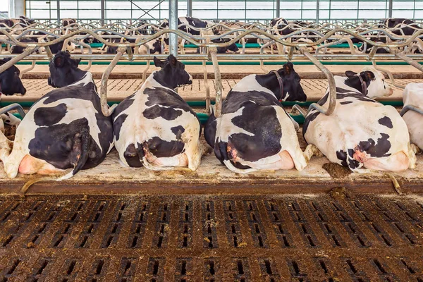 Відпочиваючі молочні корови в сараї — стокове фото