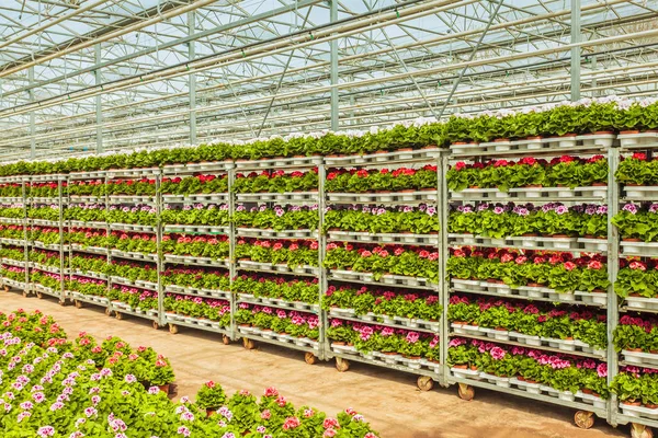 Kratten met Hollandse Geranium planten klaar voor export — Stockfoto