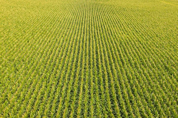 Veld met rijen maïsplanten — Stockfoto