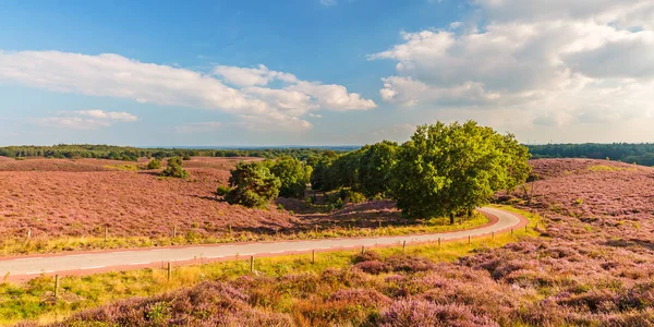 Panoramabild der blühenden Heide an der Veluwe — Stockfoto