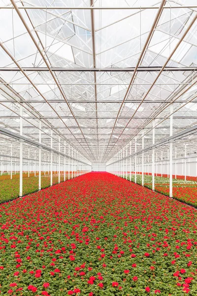 Bloeiende Geranium planten in een kas — Stockfoto