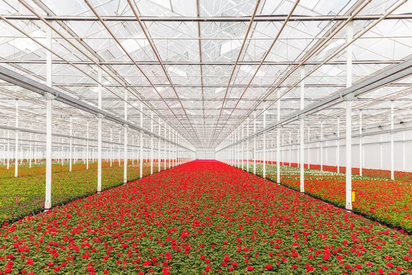 Bloeiende Geranium planten in een kas — Stockfoto