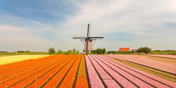 Ancien moulin à vent hollandais avec tulipes en fleurs devant — Photo