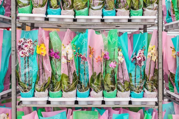 Bedny s balenými květinami orchideje připravené k vývozu — Stock fotografie
