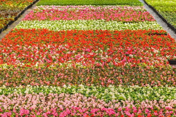 Rows of blooming violas in a greenhouse Stock Picture