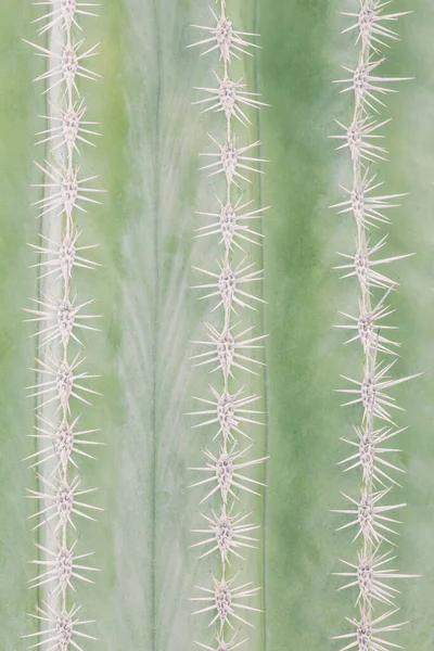 Delikatne Pionowe Rzędy Białych Kręgosłupów Kaktusach — Zdjęcie stockowe
