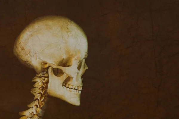 Vedere Laterală Unui Craniu Uman Antic Fața Unui Vechi Perete — Fotografie, imagine de stoc