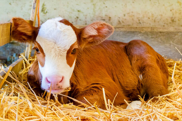Newborn curious Dutch brown with white calf on hay in a farmhouse