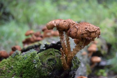 ormandaki agaric tatlım