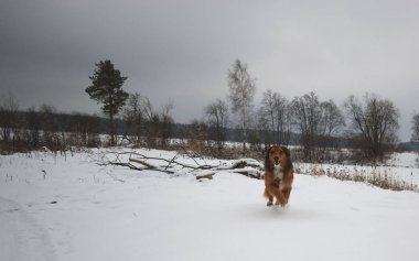 Kırmızı köpek karda koşuyor.