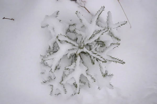 上の雪の木 — ストック写真