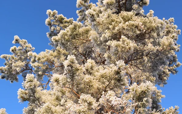 Frost Ile Kaplı Çam Ağacı — Stok fotoğraf