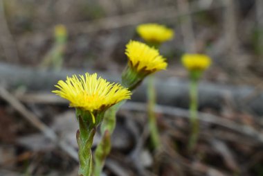 birkaç anne-ve-üvey anne sarı çiçekler