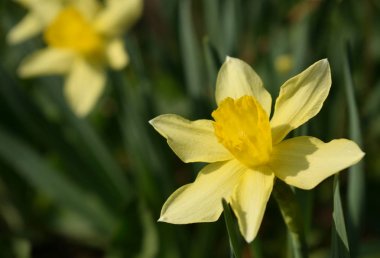 Narcissus tek bir çiçek çiçek