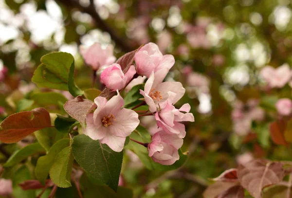 Branches Apple Trees Bloom — Stock Photo, Image