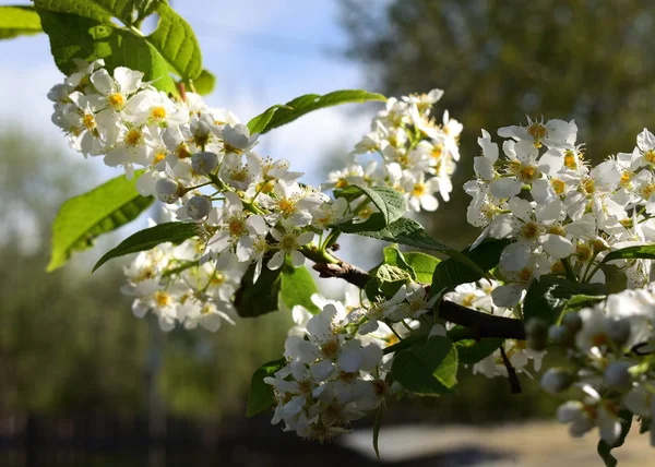 Tão Belas Flores Cereja Primavera — Fotografia de Stock