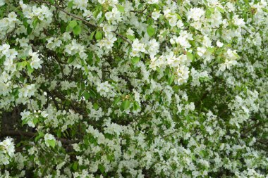 Bahçede gelişen Elma ağacı